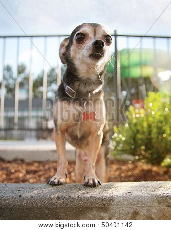  a chihuahua in a public pool 