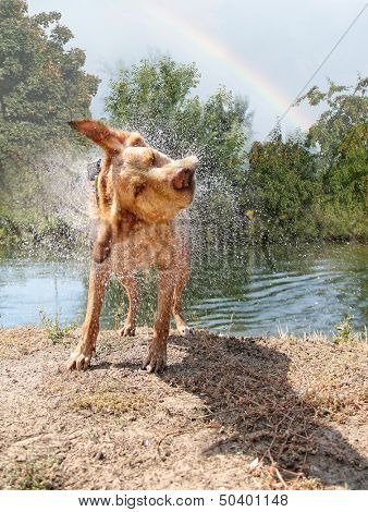 a labrador retriever shaking off water 