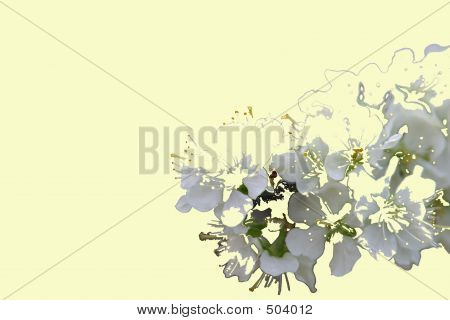Spring Greeting