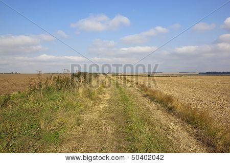 Minster Way In Summer