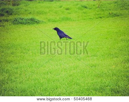 Retro Look Black Crow