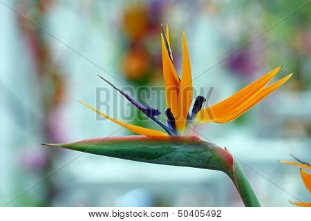 Bird Of Paradise, Flower