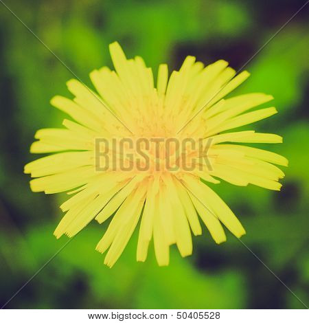 Retro Look Dandelion