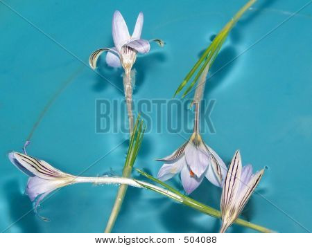 Snowdrops And