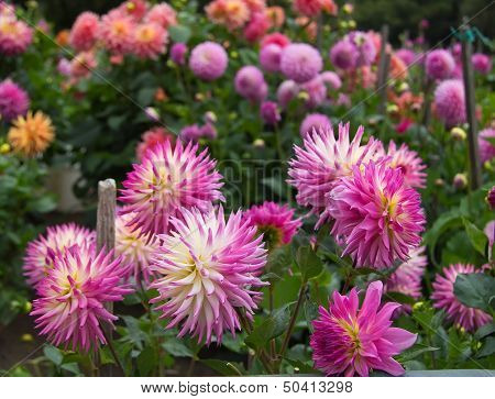 Dahlia Garden