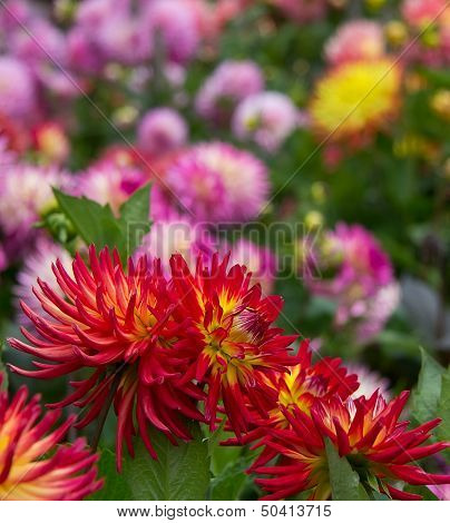 Dahlia Garden