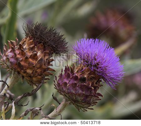 Cardoon (cynara Cardunculus) Flower