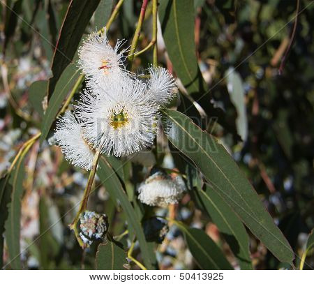 Eucalyptus Globulus-tasmanian Blue Gum Tree
