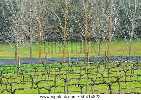 Rows, Road And Avenue