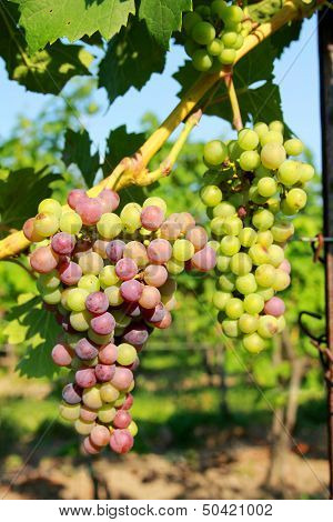 Grapes