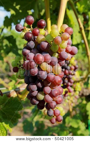 red grape