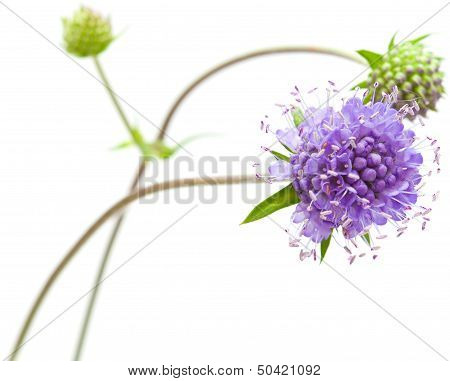 Knautia
