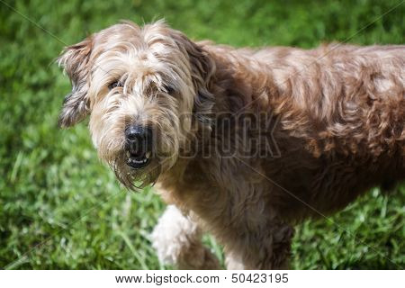 Goldendoodle