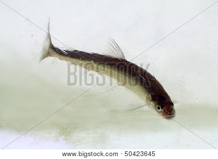 Smelt In The Winter Under Ice (osmerus Eperlanus)