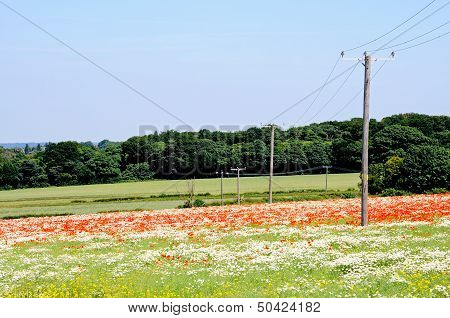 Wild flower fields, Lichfield, England.