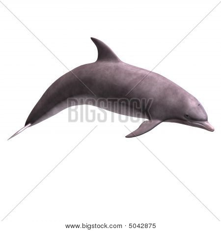 3D Delphin