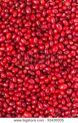 Cornel berries