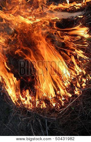 Fire In The Field