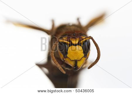 Hornet