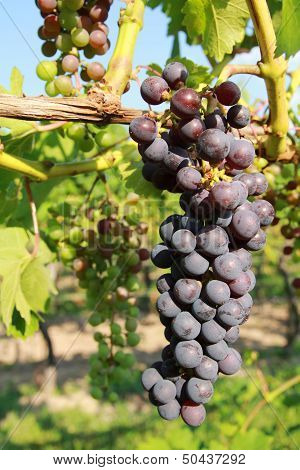 Purple Grapes In Vine