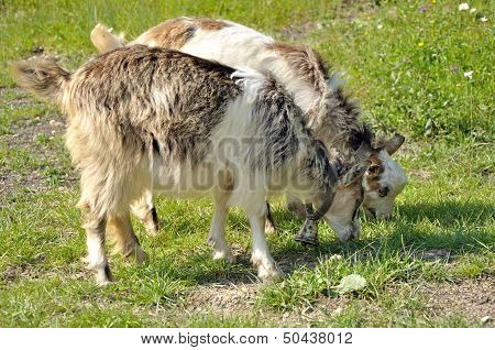 Two Goatling With Bell