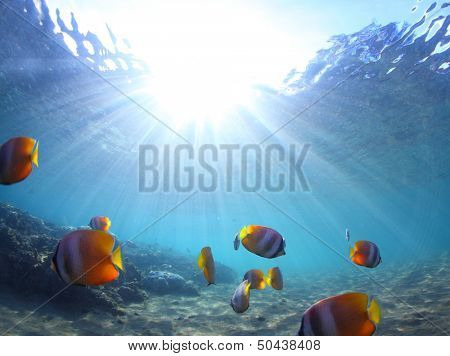 Group of Butterfly fish (Chaetodontidae) in a tropical blue sea