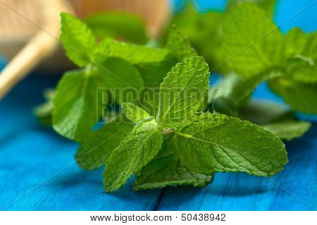 Peruvian Muna Leaves