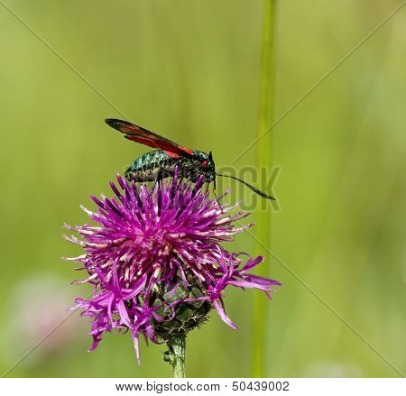 Six Spot Burnet Moth