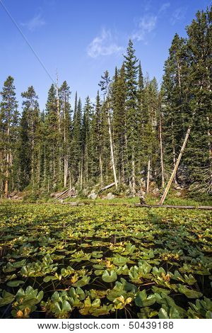 Lily Pads On Isa Lake