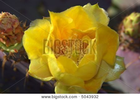 Flor de cacto amarelo
