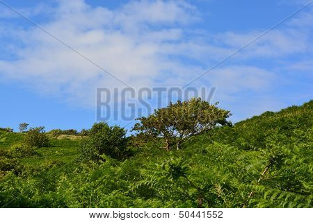 Fairlight England Trees and Plants Tropical