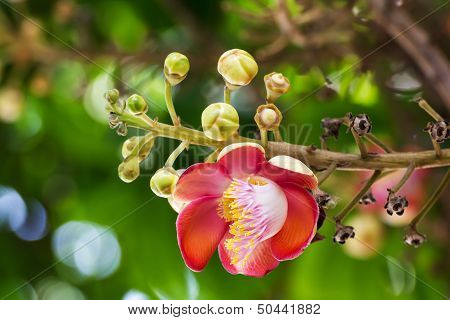 Shorea Robus Flowers