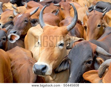 Head Of Caw In Cattle Farm
