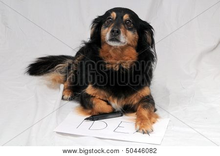 Drawing Dog