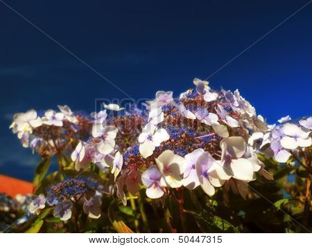 Hydrangea Aspera Macrophylla Hortensia Flowers