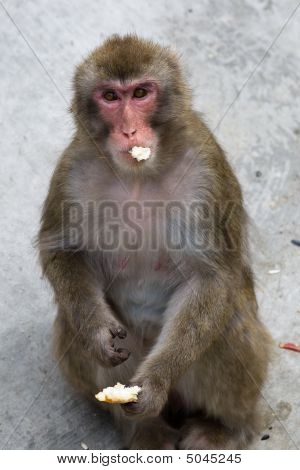Macaca Fuscata szary japońska małpa