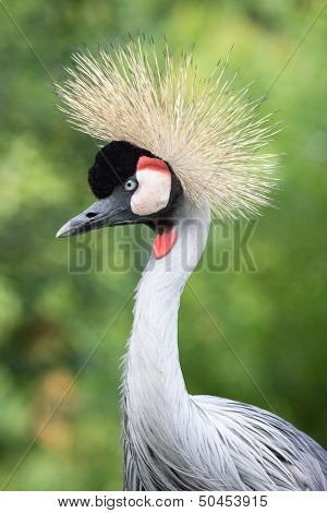 Grey crowned crane