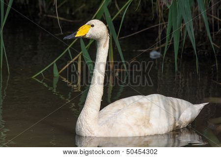 Little white swan swimming in water
