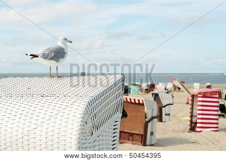 Sea gull on typical chairs at the beach of German wadden island Borkum