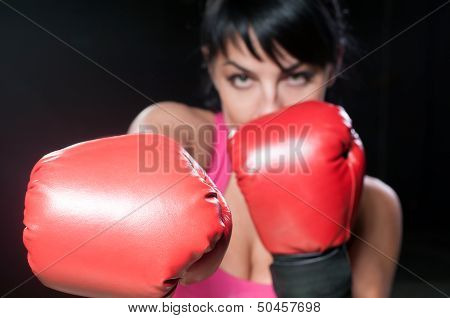 Boxer Female