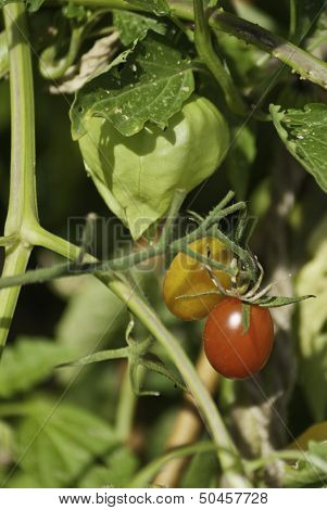 Vegetables On The Stem