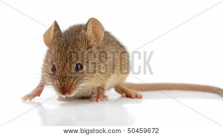 House Mouse (mus Musculus)