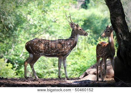 Axis Deer Or Spotted Deer With Its Fawn In Forests Of India.