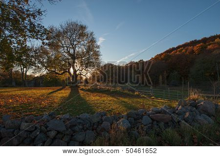 Old oak tree during autumn