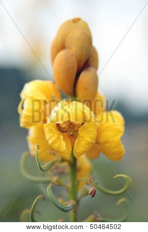 Bright yellow flowers in the morning
