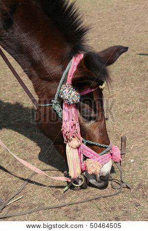 The Beautiful brown horse outdoor