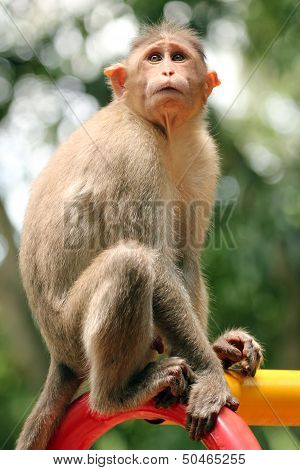 Indian Rhesus Macaque Monkey (macaca Mulatta) In A Park