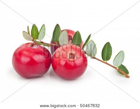 Forest berry cranberry with leaves isolated on white background.