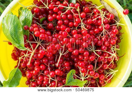 Berries of red viburnum in bucket