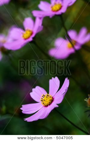 Purpleflower